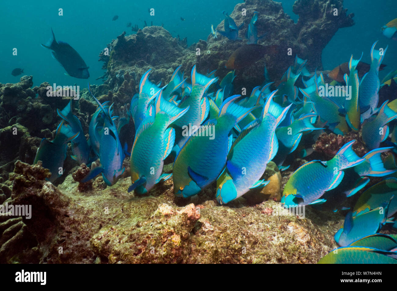 Greenthroat o pesci pappagallo di Singapore (Scarus prasiognathus), grande scuola del terminale maschi di pascolare su alghe coralline coperte di massi, sul Mare delle Andamane, Thailandia. Foto Stock