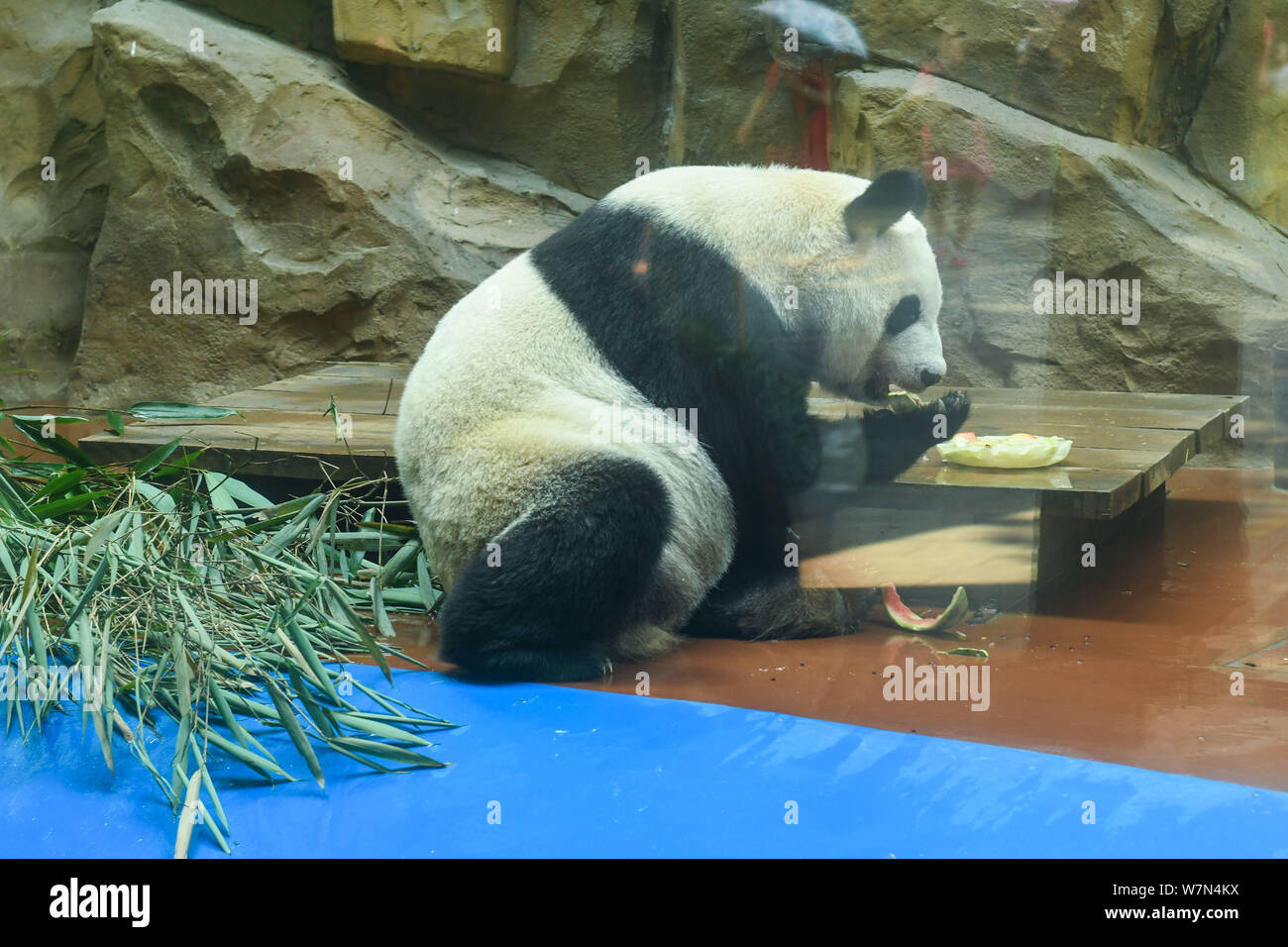 Un panda gigante non si raffredda con un enorme blocco di ghiaccio e i ...