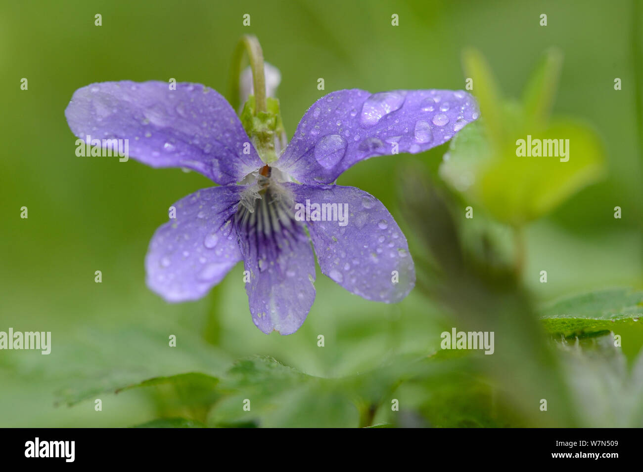 Wild violetta, (Viola riviniana), Vosges, Francia, può Foto Stock
