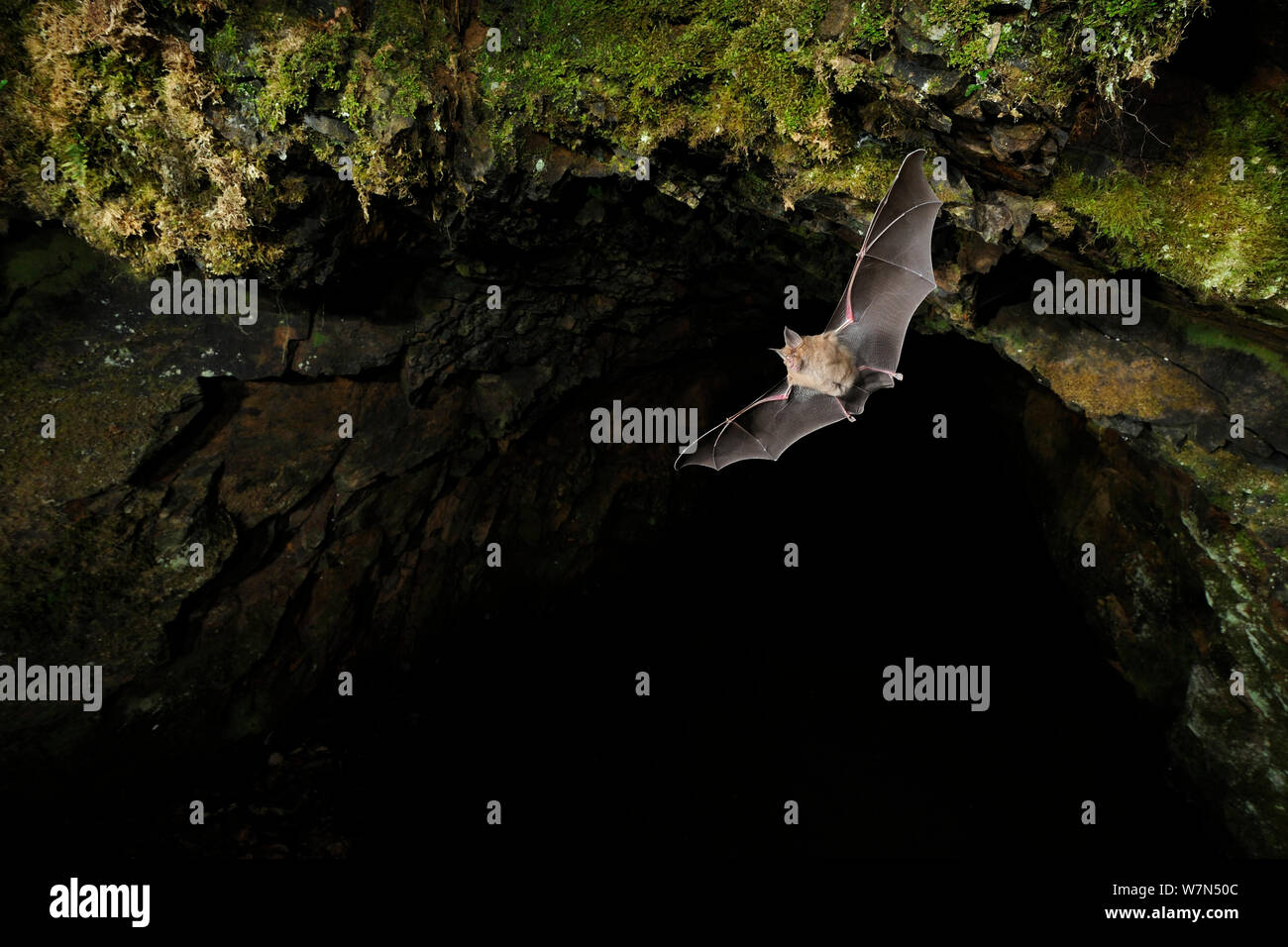 Ferro di Cavallo maggiore Bat (Rhinolophus ferrumequinum) in volo in grotta. Francia, Europa, Settembre. Foto Stock