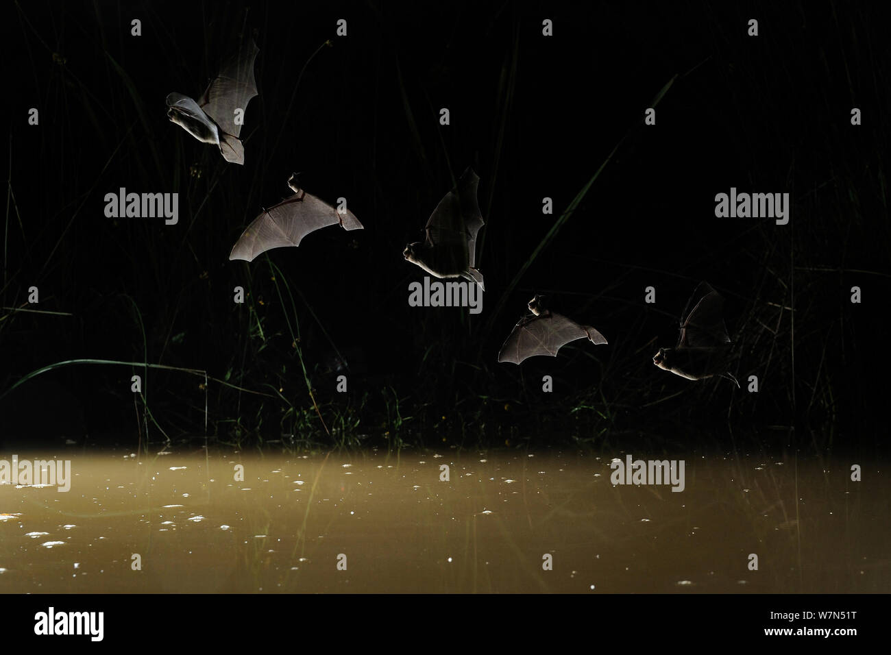 Pipistrelle comune Bat (Pipistrellus pipistrellus) volare al di sopra dell'acqua durante la notte. Strobe multiplo di esposizione. Francia, Europa luglio. Foto Stock