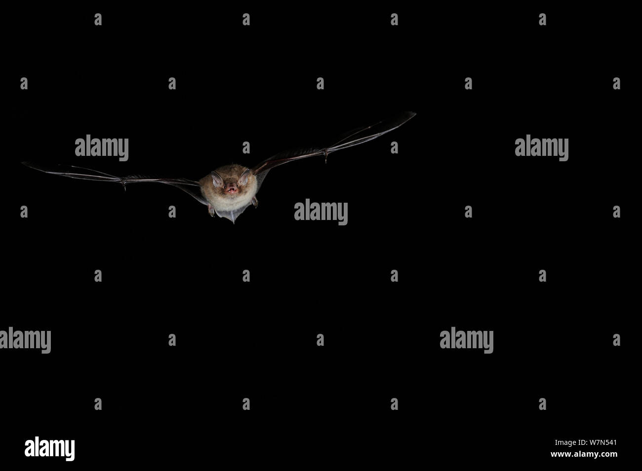 Daubenton Bat (Myotis daubentoni) in volo di notte. Francia, Europa, Settembre. Foto Stock