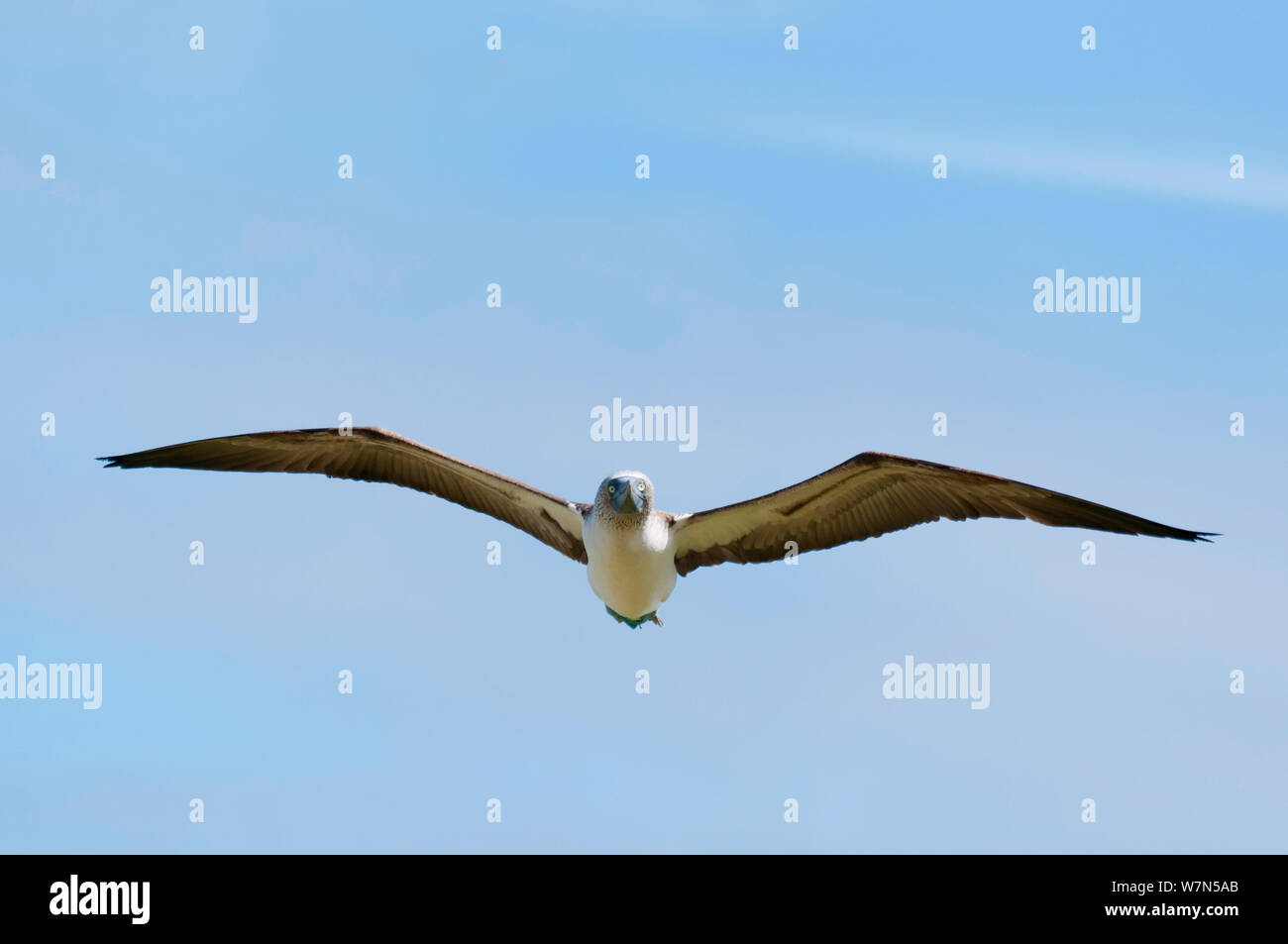 Blu-footed booby (Sula nebouxii) in volo. Espanola, Isole Galapagos, Giugno. Foto Stock