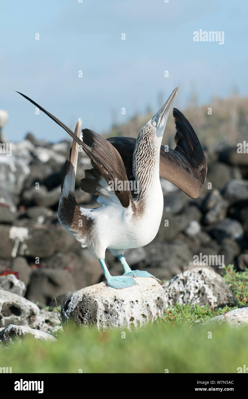 Blu-footed Booby (Sula nebouxii) Visualizzazione su guano-coperto rock. Isola di Santa Cruz, Galapagos, Giugno. Foto Stock