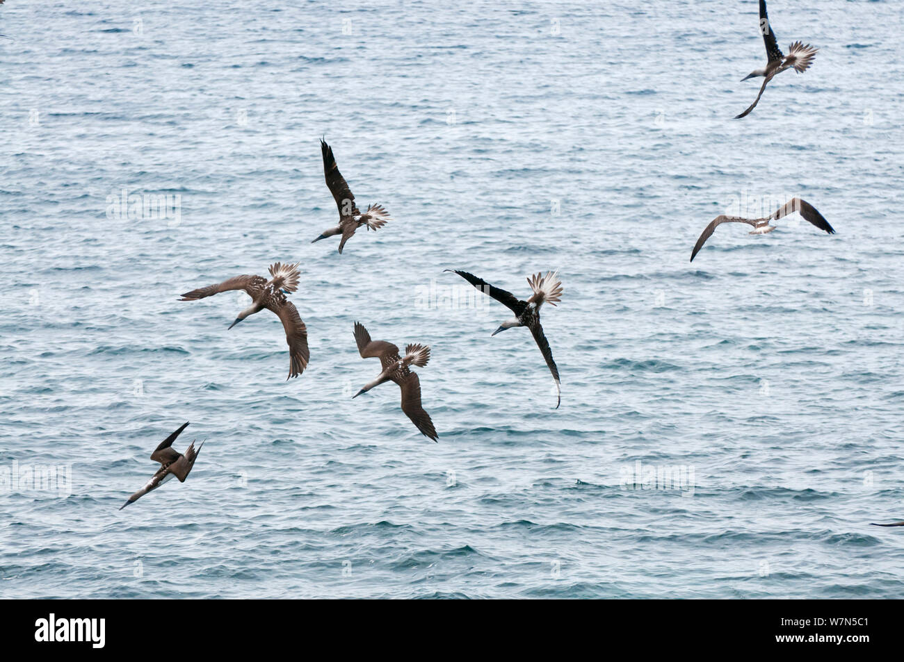 Blu-footed boobies (Sula nebouxii) immersioni in acqua per la cattura della preda marine. Espanola, Isole Galapagos, Giugno. Foto Stock