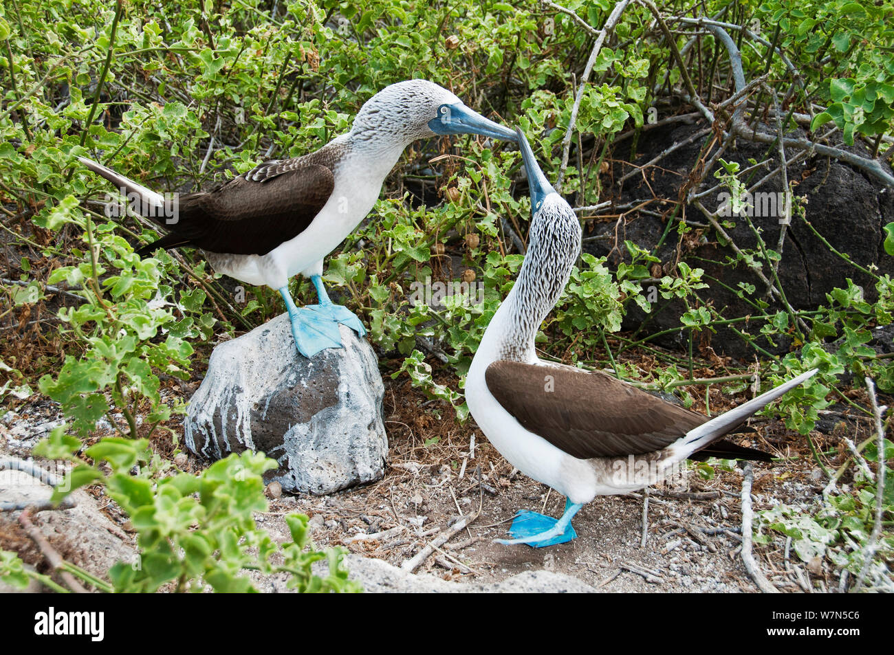 Blu-footed Booby (Sula nebouxii) Visualizzazione su roccia con un altro a guardare. All'Isola Espanola, Galapagos, maggio. Foto Stock
