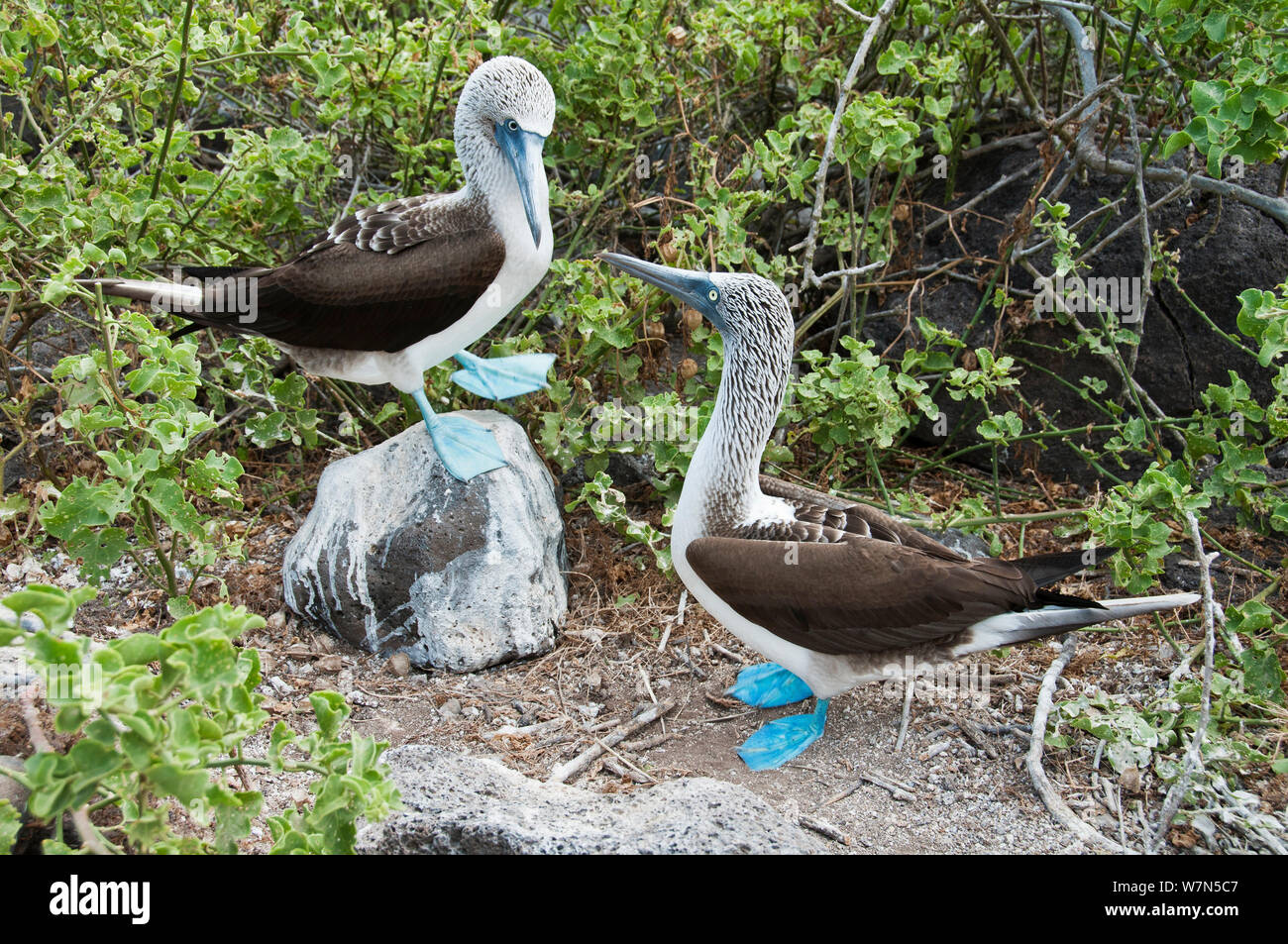 Blu-footed Booby (Sula nebouxii) Visualizzazione su roccia con un altro a guardare. All'Isola Espanola, Galapagos, maggio. Foto Stock