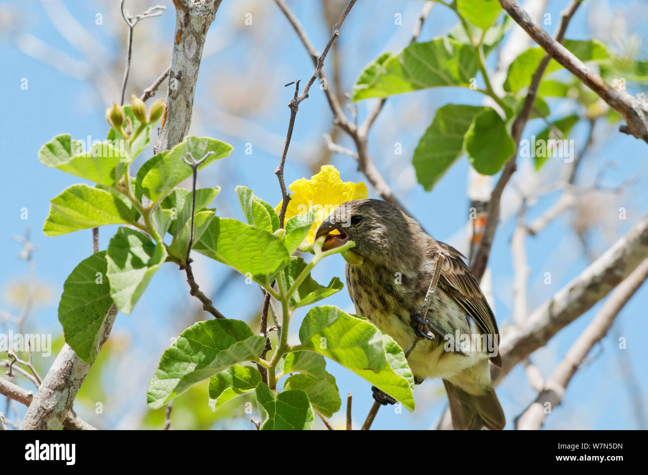 Finch vegetariano (Platyspiza crassirostris) alimentazione in fiore. Isola di Santa Cruz, Galapagos, Ecuador, Dicembre. Foto Stock