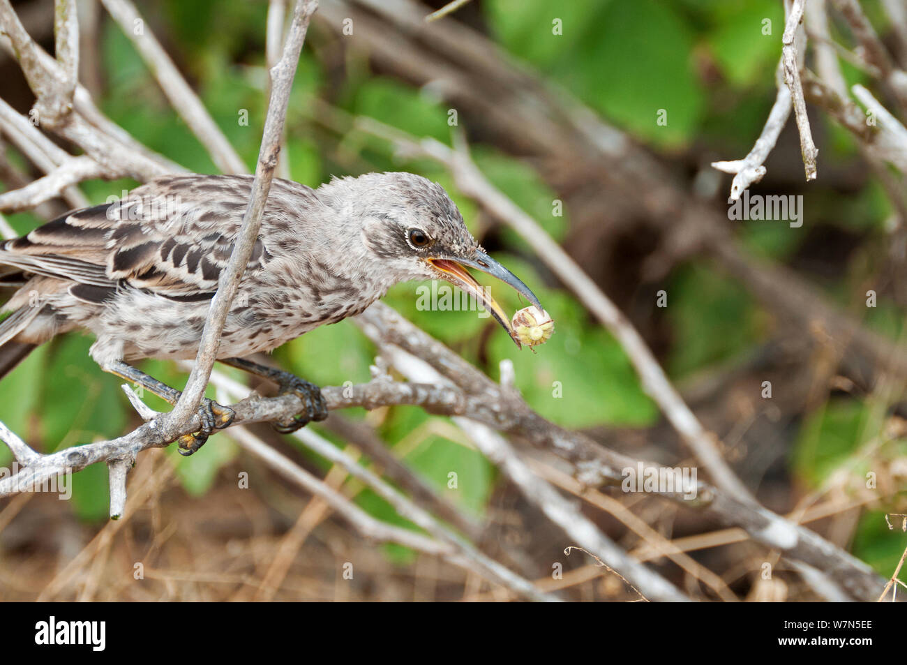 Espanola /cofano mockingbird (Mimus macdonaldi) alimentazione su Cordia lutea berry, all'Isola Espanola, Galapagos Foto Stock