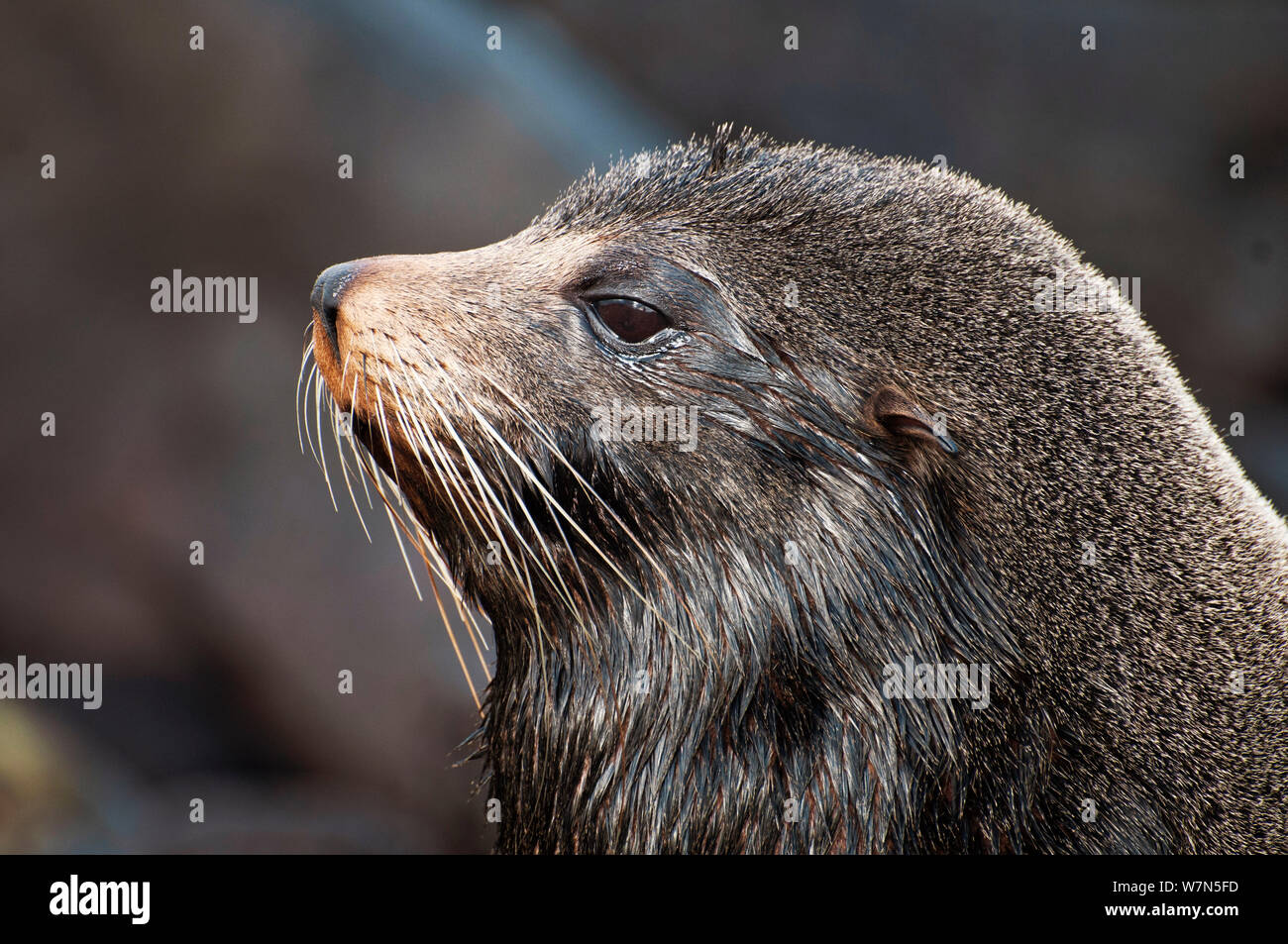 Le Galapagos pelliccia sigillo (Arctocephalus galapagoensis) grande bolla territoriale. Costa Sud Cerro Azul (Cinco Cerros), Isabela, Isole Galapagos, Ecuador, Giugno. Foto Stock