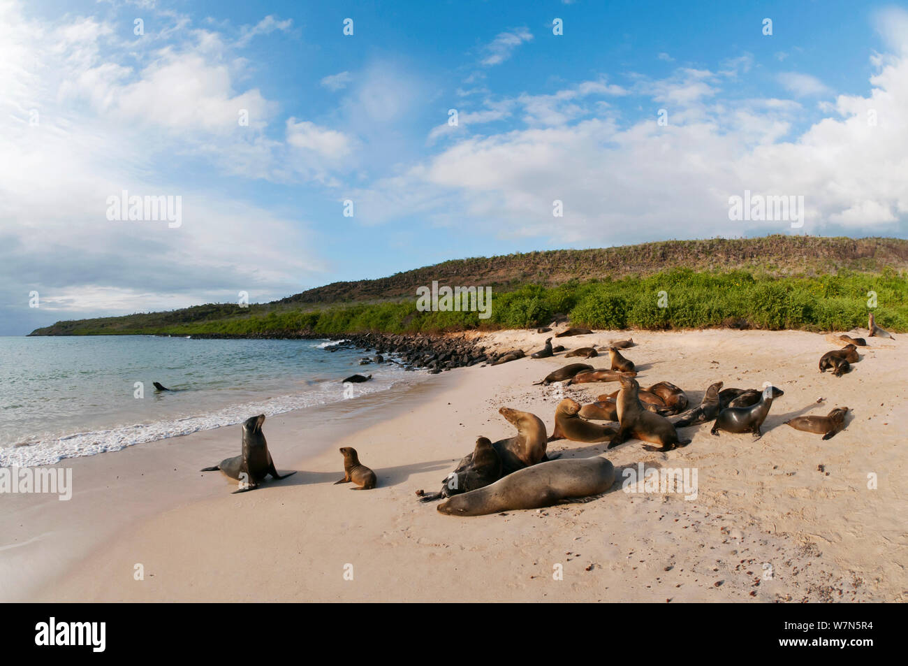 Le Galapagos Sea Lion (Zalophus wollebaeki) colonia in appoggio sulla spiaggia. In via di estinzione. Isole Galapagos, Ecuador, Giugno. Foto Stock