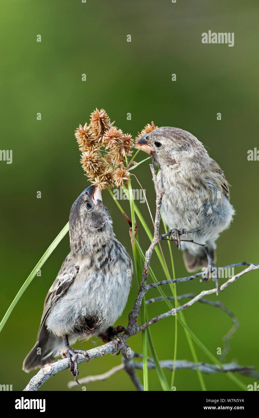 La massa media finch (Geospiza fortis) foraggio sulle sementi. Isabela, Isole Galapagos, Ecuador, Giugno. Foto Stock