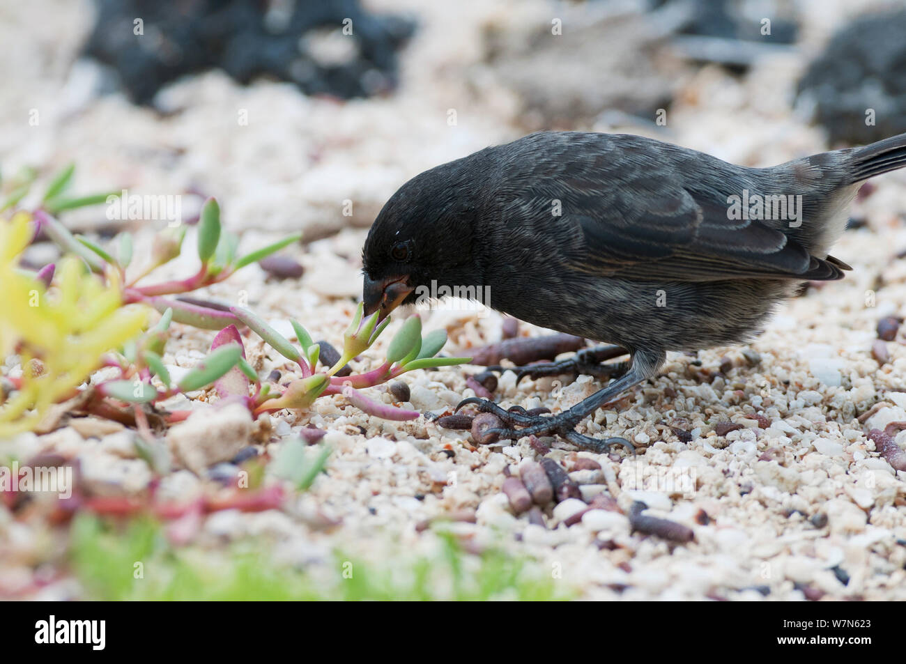 Piccola massa finch (Geospiza fuliginosa) foraggio sul terreno. Isola di Santa Cruz, Galapagos, Giugno. Foto Stock