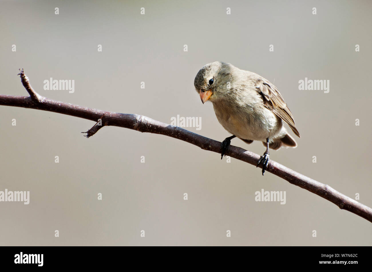 Piccolo albero finch (Camarhynchus parvulus) arroccato. Isole Galapagos, Ecuador, Novembre. Foto Stock