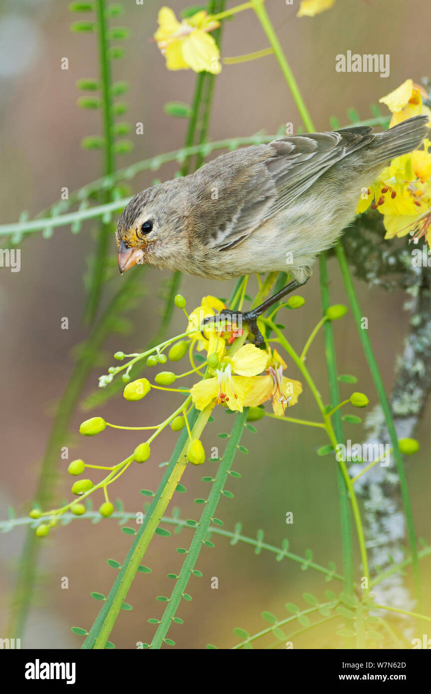 Piccolo albero finch (Camarhynchus parvulus) foraggio su fiori gialli. Isole Galapagos, Ecuador, Novembre. Foto Stock