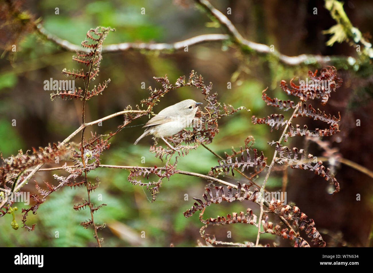 Green trillo finch (Certhidea olivacea) su fern frond, Media Luna, Santa Cruz Highlands e Isole Galapagos, Ecuador, Novembre. Foto Stock