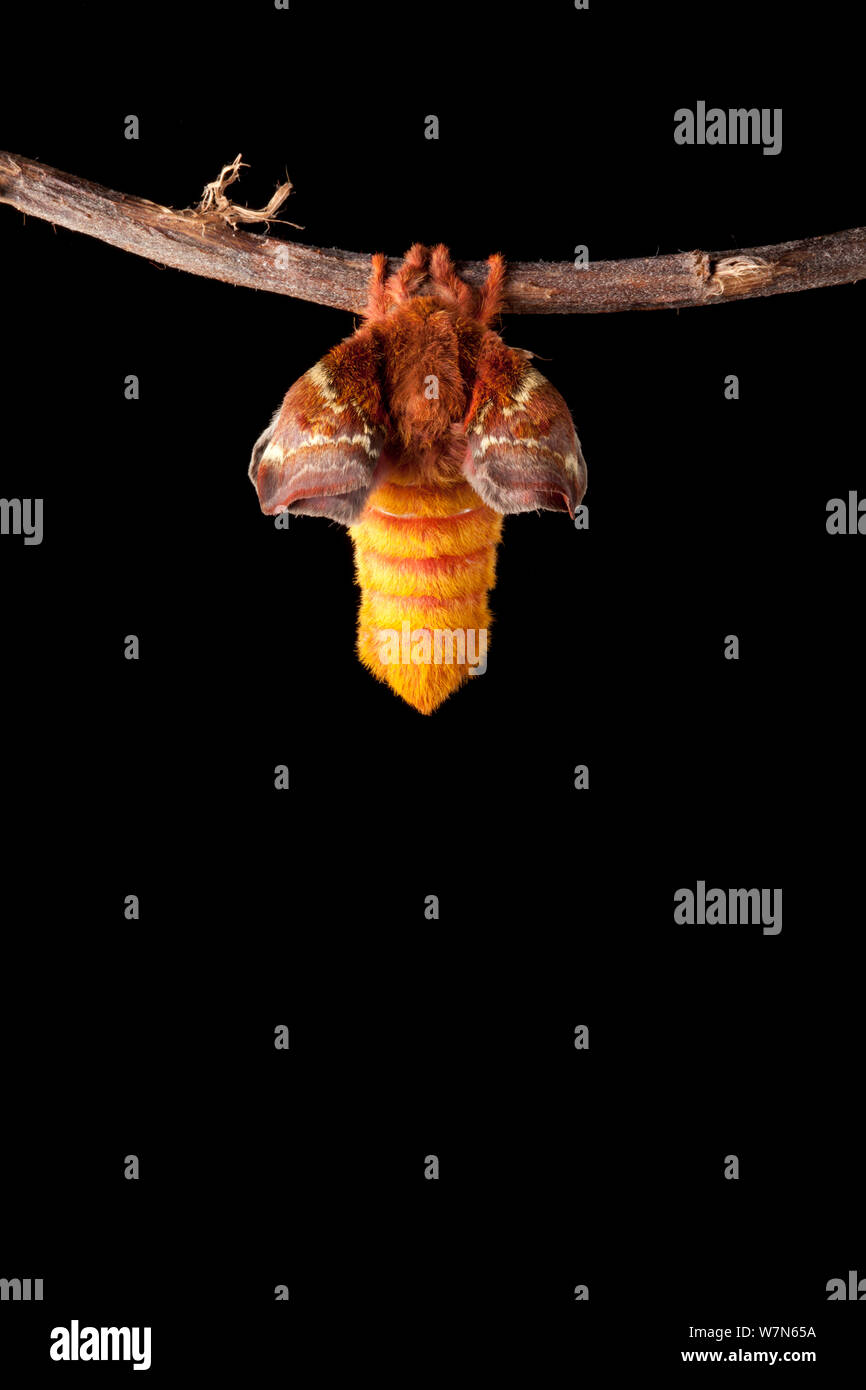 Bullseye Tarma (Automeris io) che mostra le ali espandendo dopo emergente dal bozzolo. Captive, provenienti dal Nord e Centro America. Sequenza 1 di 10. Foto Stock