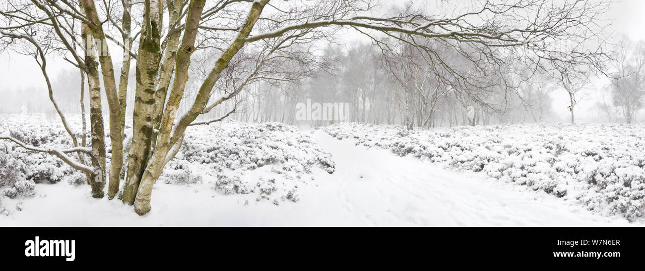 Scena invernale con la betulla (Betula) albero nella neve e nebbia. Stanton Moor, Parco Nazionale di Peak District, Derbyshire, febbraio 2009. Foto Stock