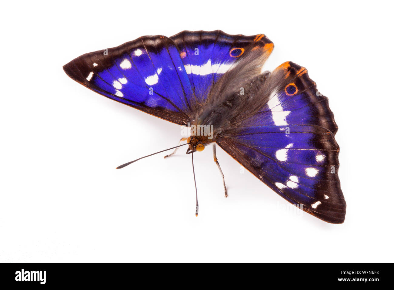 Viola Imperatore Butterfly (Apatura iris) maschio contro uno sfondo bianco. Captive, UK. Foto Stock