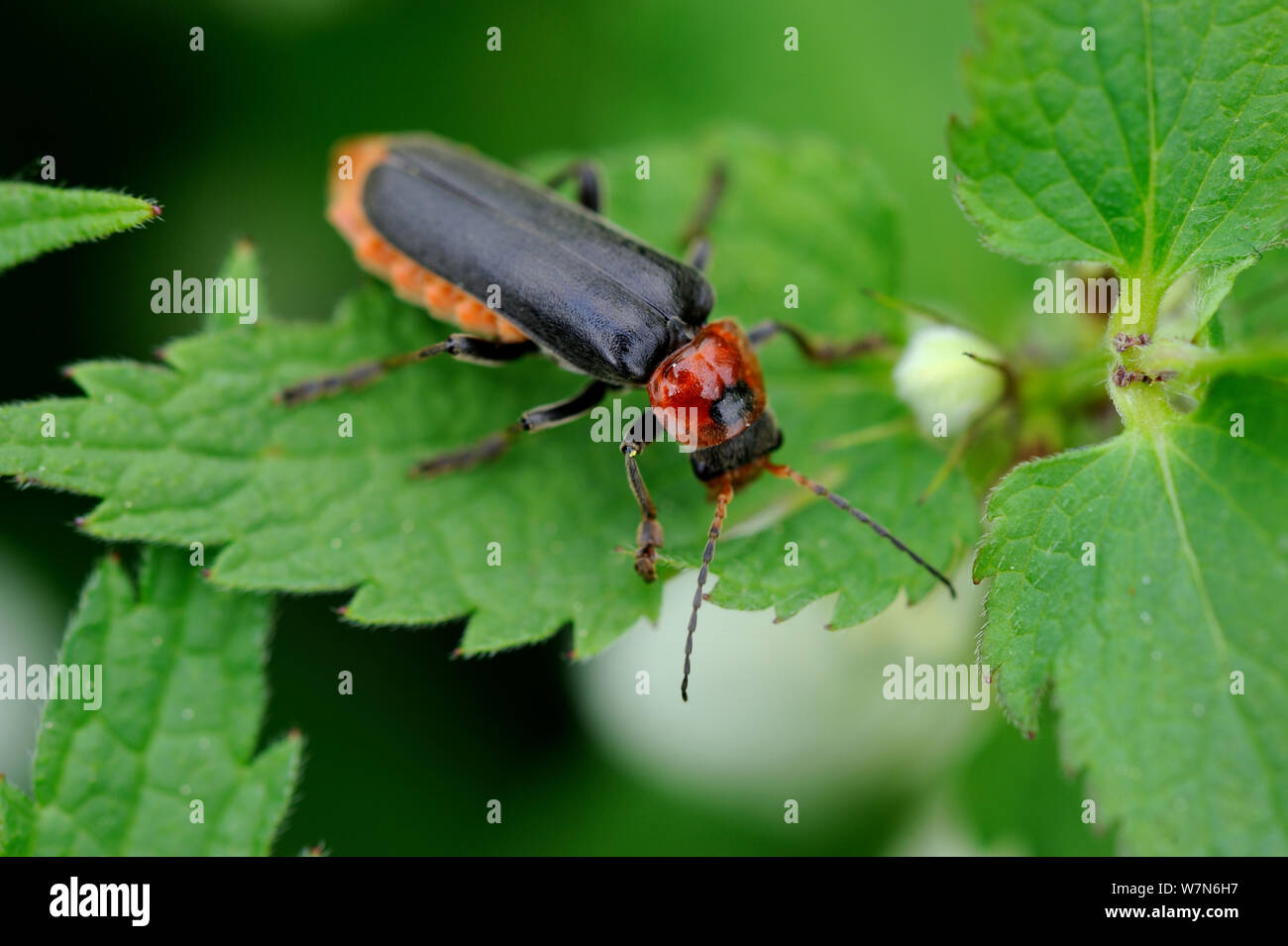 Soldato beetle (Cantharis fusca) su impianto Alsazia, Francia Foto Stock