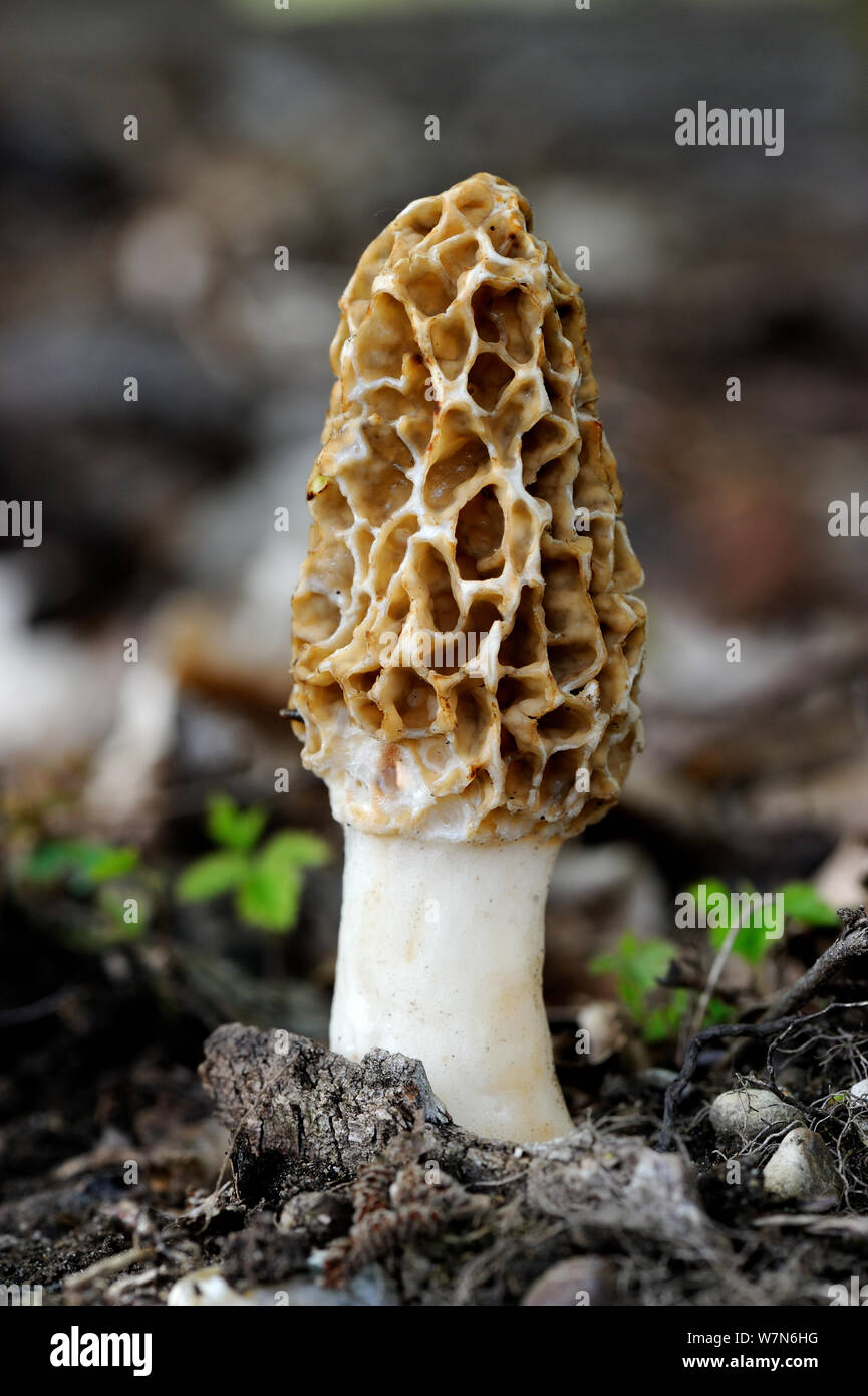 Comune di fungo morel (Morchella esculenta) Alsazia, Francia Foto Stock