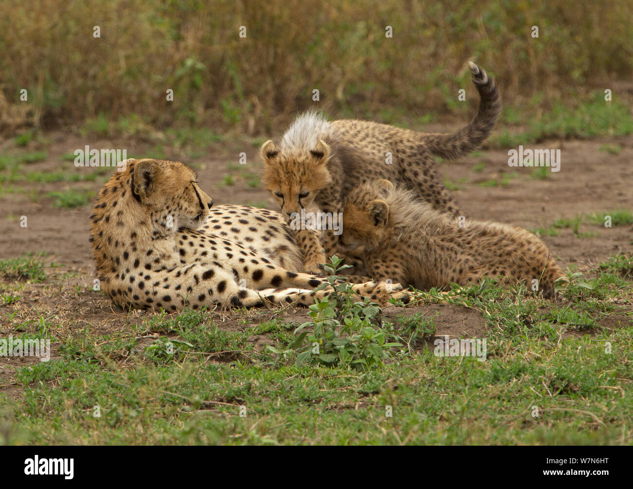 Cuccioli di ghepardo (Acinonyx jubatus) posizione stessi di infermieristica sulla madre, Ndutu area del Ngorongoro Conservation Area, Tanzania Foto Stock