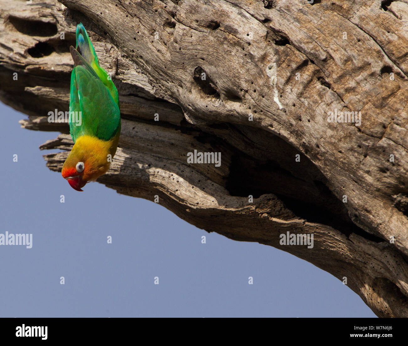 Fischers lovebird (Agapornis fischeri) appeso a testa in giù a destra al di fuori della sua cavità di nidificazione in albero morto, Serengeti National Park, Tanzania Foto Stock