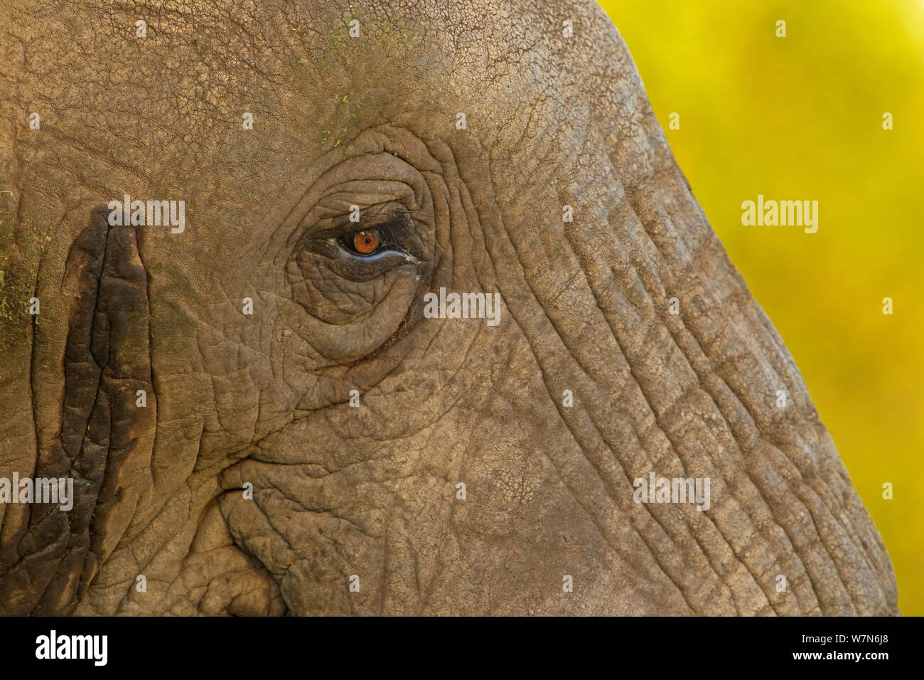 Elefante africano (Loxodonta africana), chiudere fino di fronte mostra patch di ormone secreto, un segno che l'animale è in musth, il cratere di Ngorongoro, Tanzania Africa orientale Foto Stock