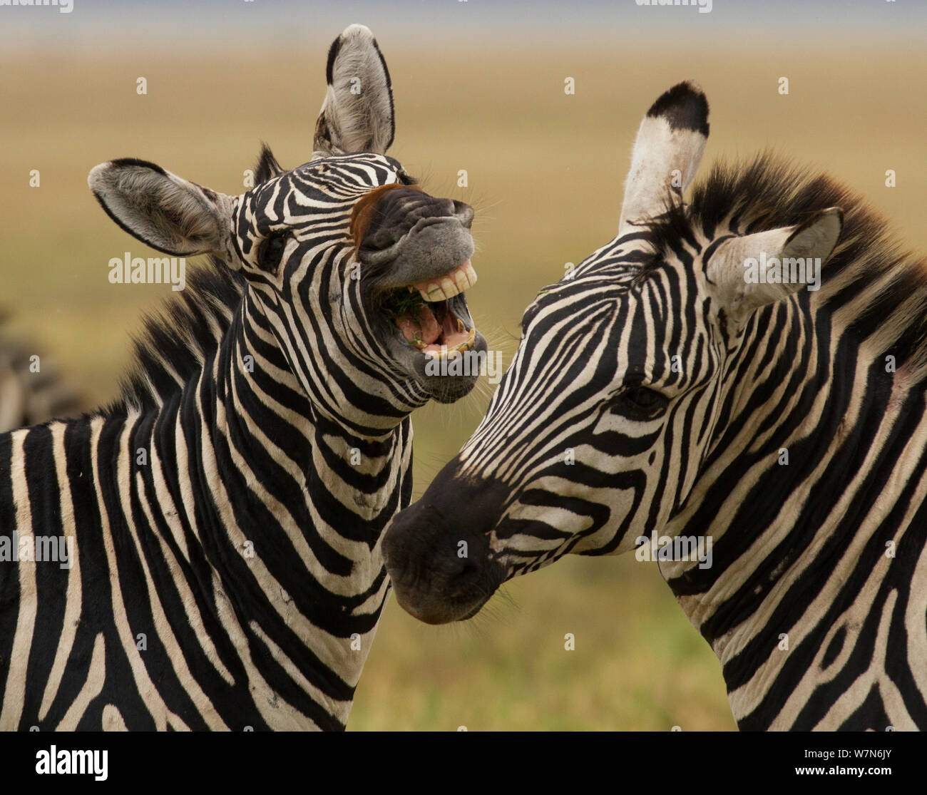 Borse di studio zebra (Equus quagga) due individui interagenti, Cratere di Ngorongoro, Tanzania Foto Stock