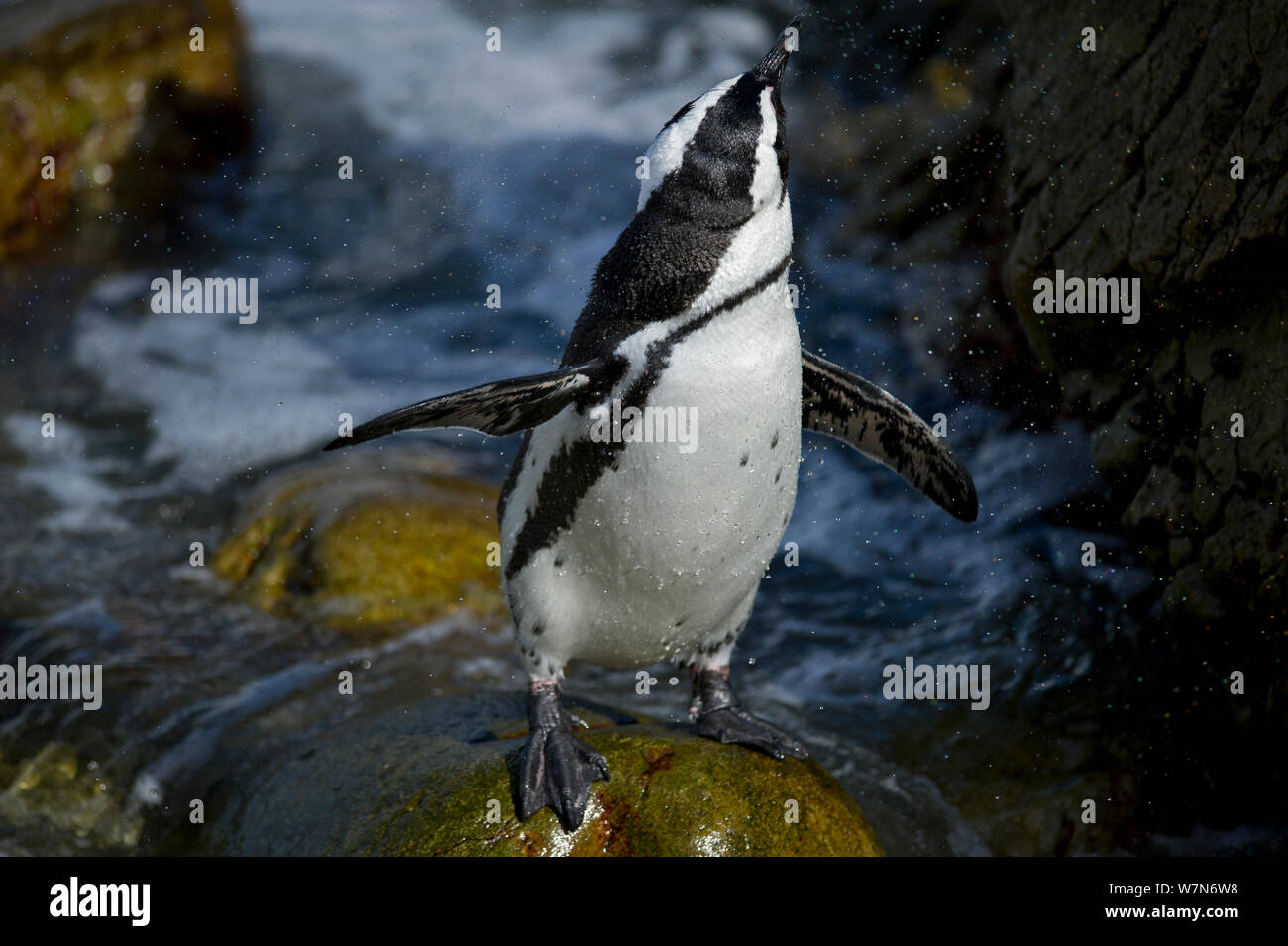 Nero footed penguin (Spheniscus demersus) Punto pietrose, Betty's Bay, Sud Africa Foto Stock