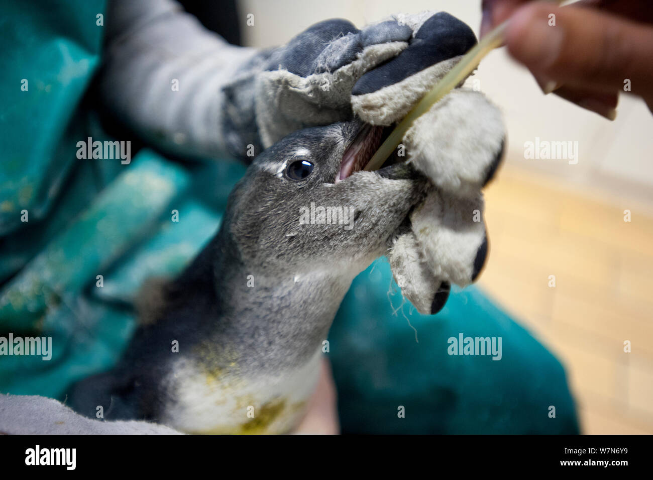 Nero footed penguin (Spheniscus demersus) essendo alimentato a mano liquido di reidratazione presso la Southern African Fondazione per la conservazione degli uccelli costieri (SANCCOB) Cape Town, Sud Africa 2011 Foto Stock