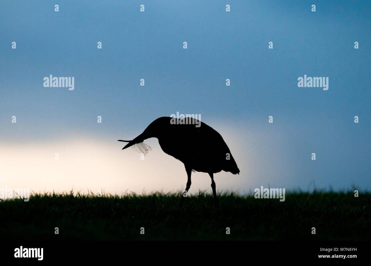 Verde striato heron (Butorides striatus) con dragonfly preda, Aldabra Atoll, Seychelles, Oceano Indiano Foto Stock