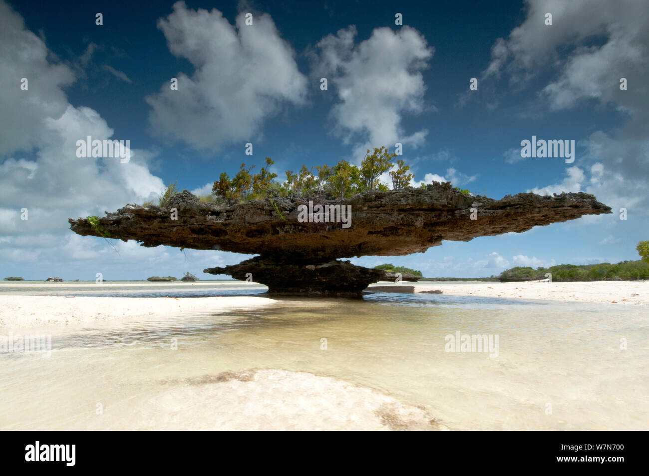 Champignon coral la formazione di calcare sulla spiaggia, Aldabra Atoll, Seychelles, oceani Indiano Foto Stock