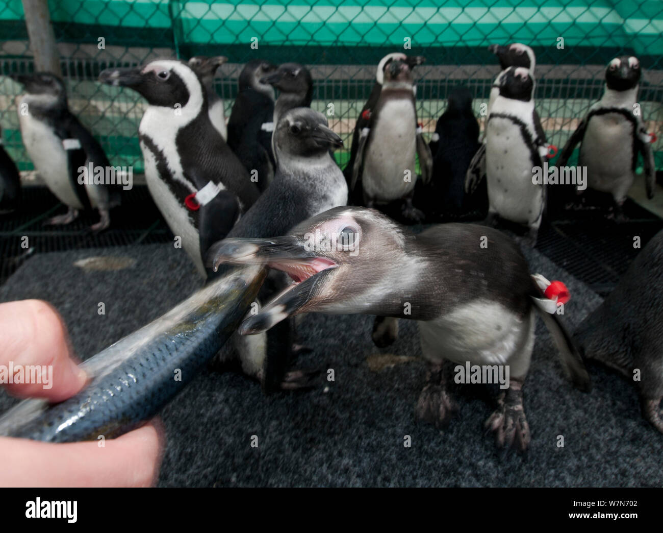 Nero footed penguin (Spheniscus demersus) essendo alimentato a mano come parte di eehabilitation presso la Southern African Fondazione per la conservazione degli uccelli costieri (SANCCOB) Cape Town, Sud Africa Foto Stock