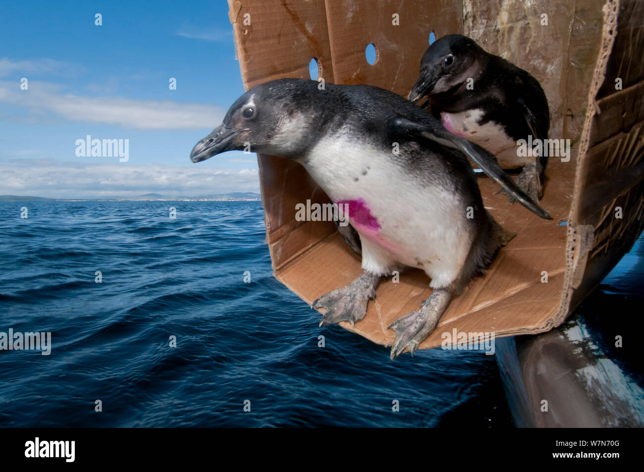Nero footed pinguini (Spheniscus demersus) essendo rilasciato in mare nei pressi di Robben Island, Table Bay dopo la riabilitazione presso la Southern African Fondazione per la conservazione degli uccelli costieri (SANCCOB) Cape Town, Sud Africa 2010 Foto Stock
