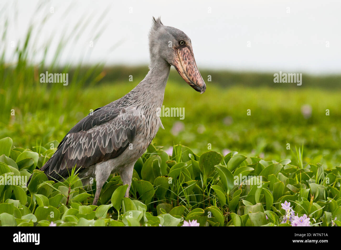 Testa di balena stork (Balaeniceps rex), il lago Albert, Uganda, Africa orientale Foto Stock