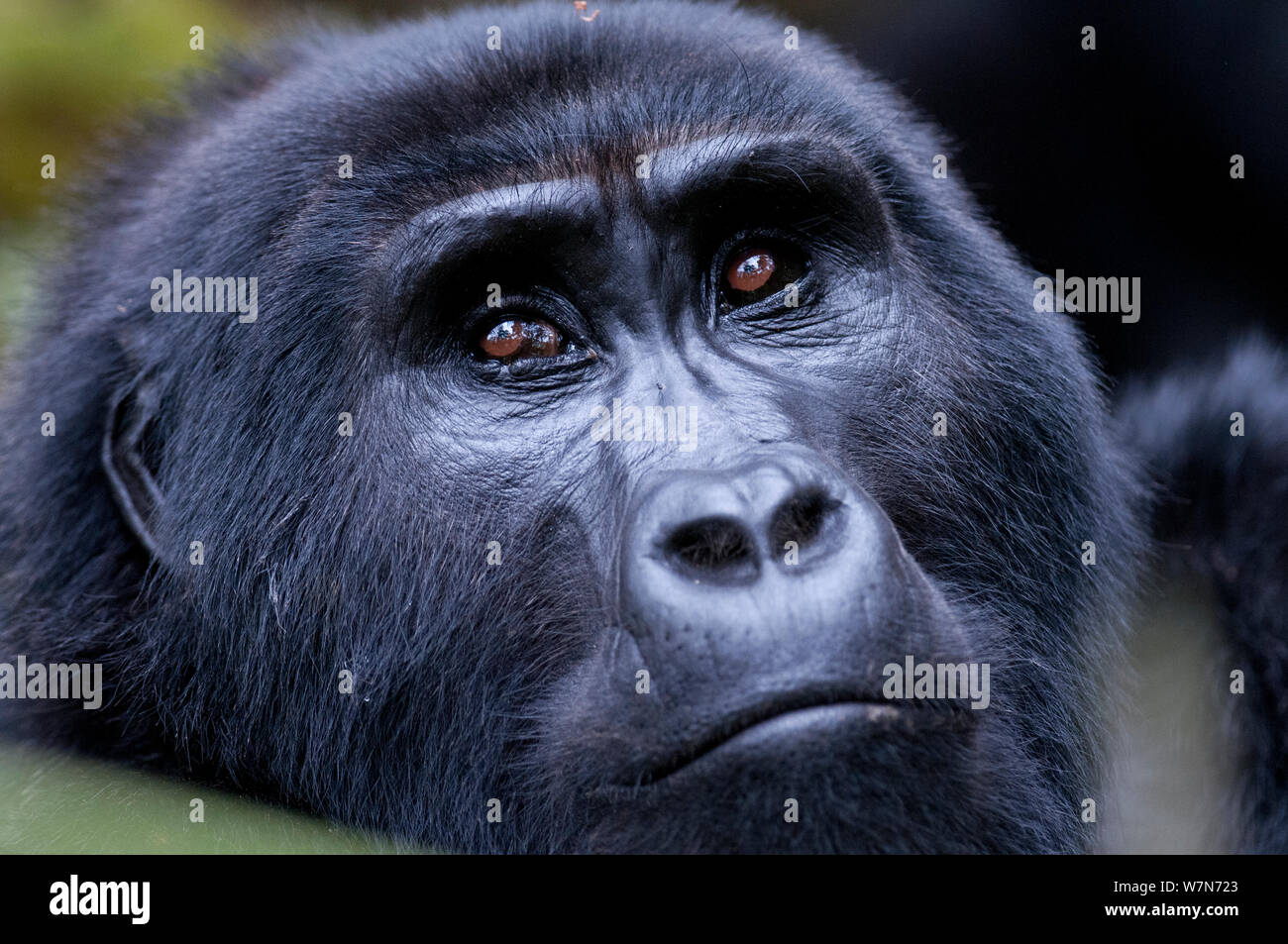 Gorilla di Montagna ritratto (Gorilla gorilla), la foresta impenetrabile di Bwindi, Uganda, Africa orientale Foto Stock