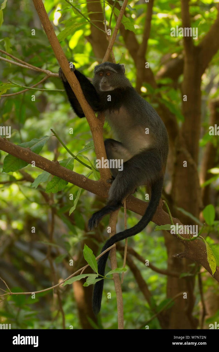 Blue Monkey (Cercopithecus mitis) rilassante in una struttura ad albero nel Lago Manyara in Tanzania. Foto Stock