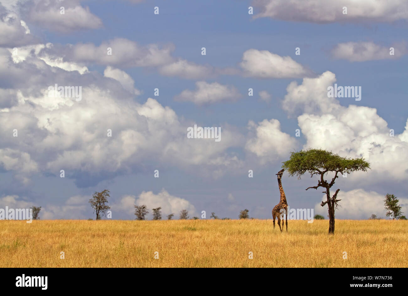 Maasai Giraffe (Giraffa camelopardalis tippelskirchi) alimentazione su Acacia, Serengeti Tanzania Foto Stock