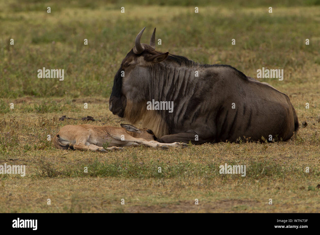 White-barbuto GNU / GNU (Connochaetes taurinus) madre e dormire polpaccio. Il cratere di Ngorongoro, Tanzania. Foto Stock