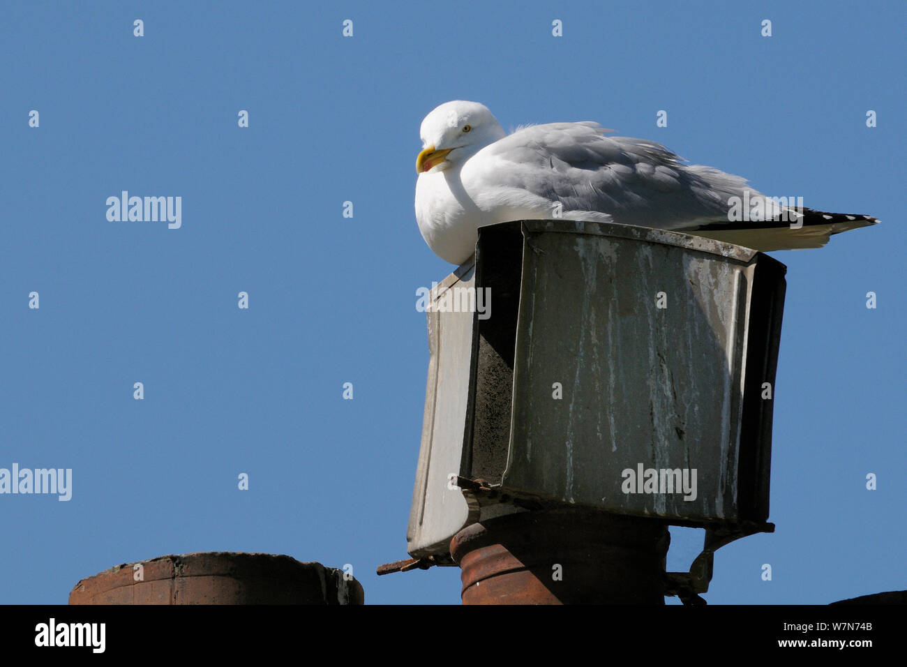 Aringa gabbiano (Larus argentatus) sulla nidificazione chimneypot, Looe, Cornwall, Regno Unito, Giugno. Foto Stock