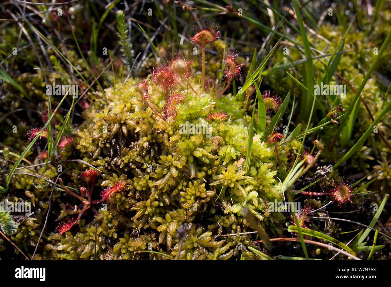 Sundew comune (drosera rotundifolia) pianta carnivora rotonde con foglie pelose crescendo in MOSS (Sphagnum cuspidatum) Cefn Bryn, Gower, Wales, Regno Unito, Giugno Foto Stock