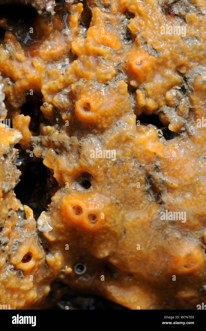 Vista ravvicinata di Orange forma di spugna Breadcrumb (Halichondria panicea) cresce sulle rocce esposte su una molla a bassa marea. Rhossili, La Penisola di Gower, UK, Luglio. Foto Stock