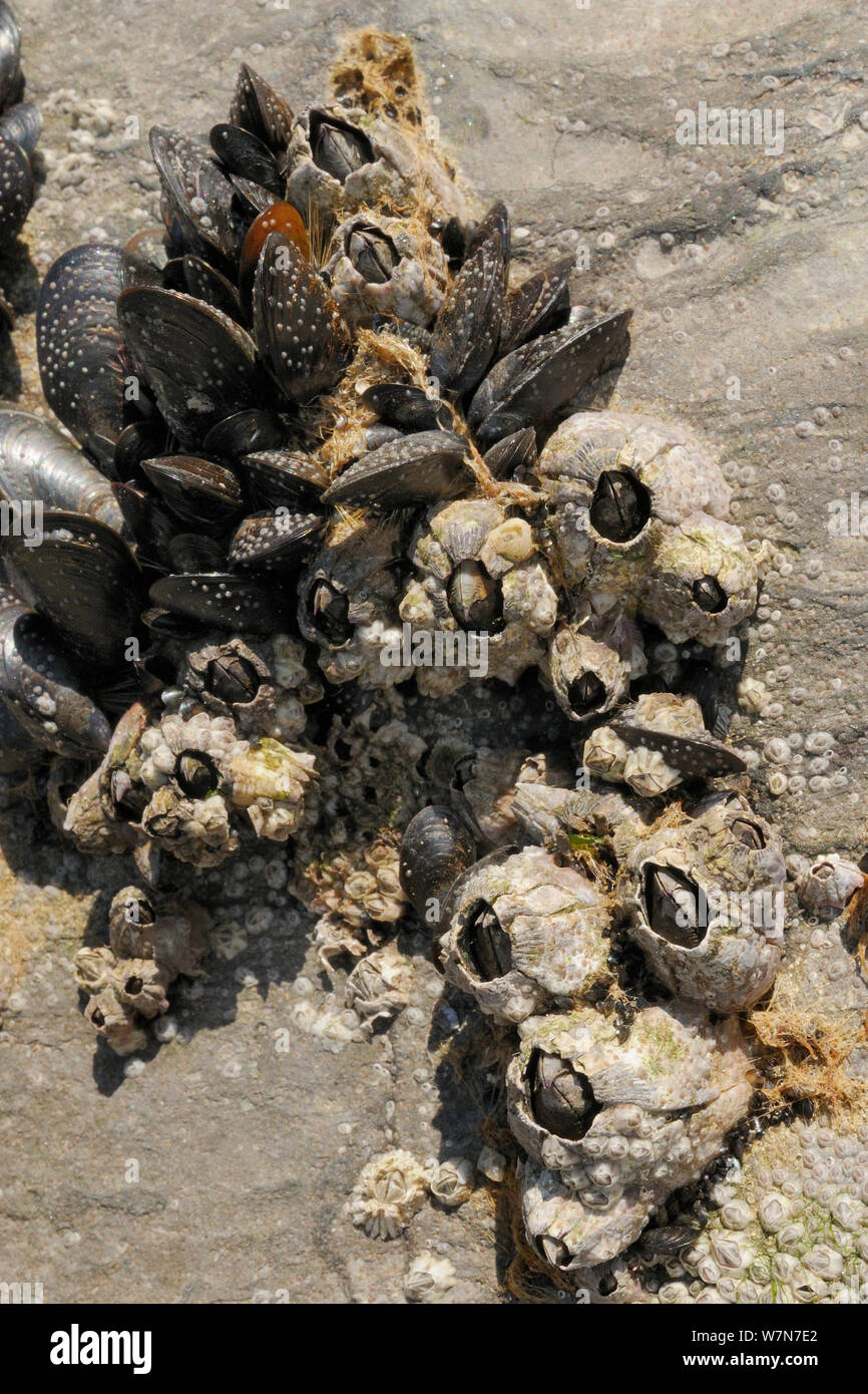 Acorn barnacles (Balanus perforatus) attaccato alle rocce calcaree a fianco di comuni di Mitili (Mytilus edulis) con cirripedi e recentemente risolta cyprid larve nel processo di calcifying su roccia e su le cozze e barnacle conchiglie, esposti a bassa sul litorale con la bassa marea. Rhossili, La Penisola di Gower, UK, Luglio. Foto Stock
