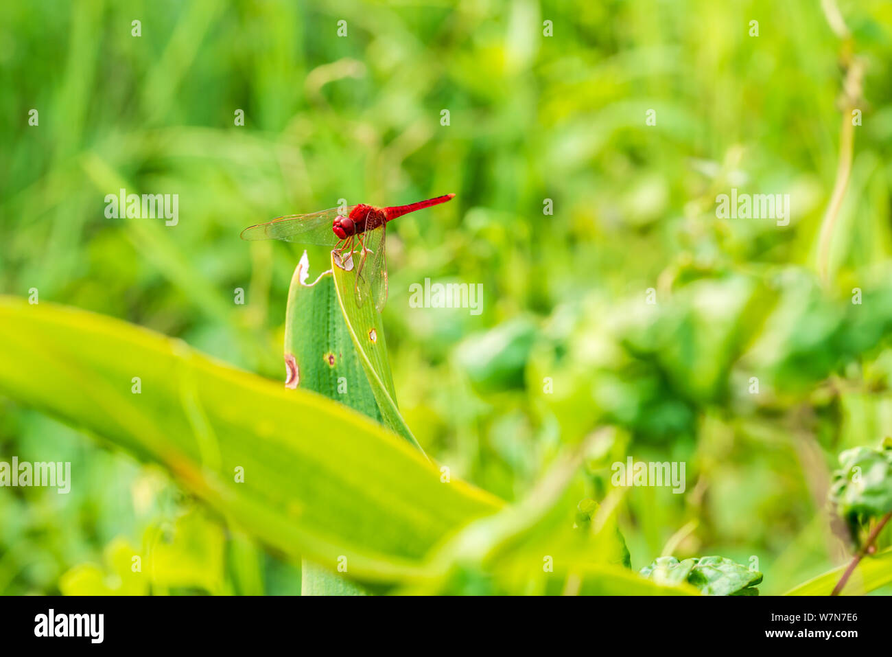 Marco foto di libellula rossa rufous marsh glider redbolt, poggiante su foglie verdi in stagno durante il giorno Foto Stock