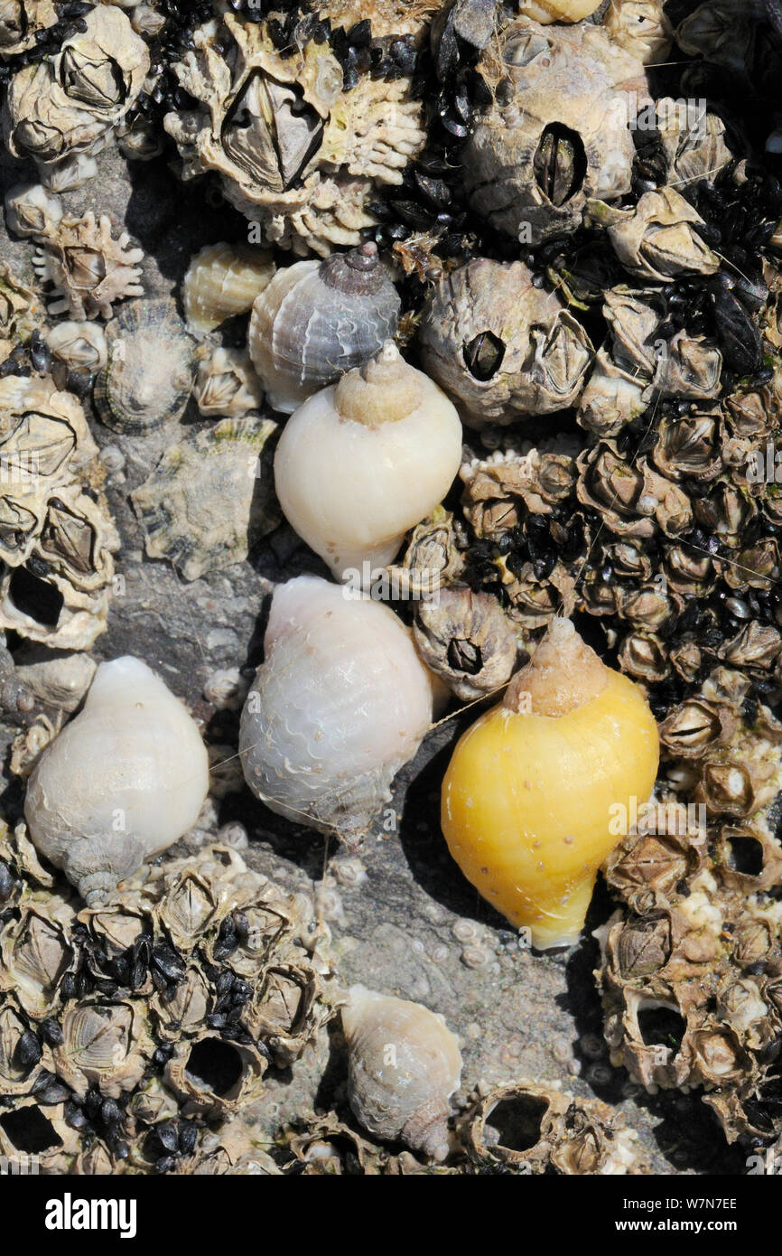 Cane conchiglia (Nucella lapilli) con colori diversi e la modellazione, esposto a bassa marea su cirripedi. Rhossili, La Penisola di Gower, UK, Luglio. Foto Stock