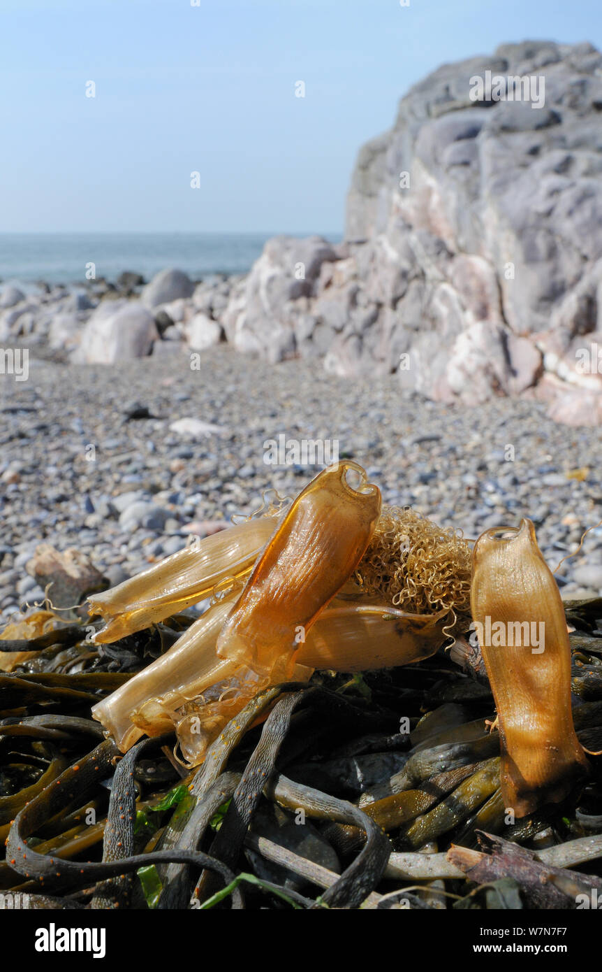 Diversi Mermaid portamonete di uovo casi di minor spotted gattucci / Gattuccio (Scyliorhinus canicula) su alga lavato fino a riva. Rhossili, La Penisola di Gower, UK, Luglio. Foto Stock