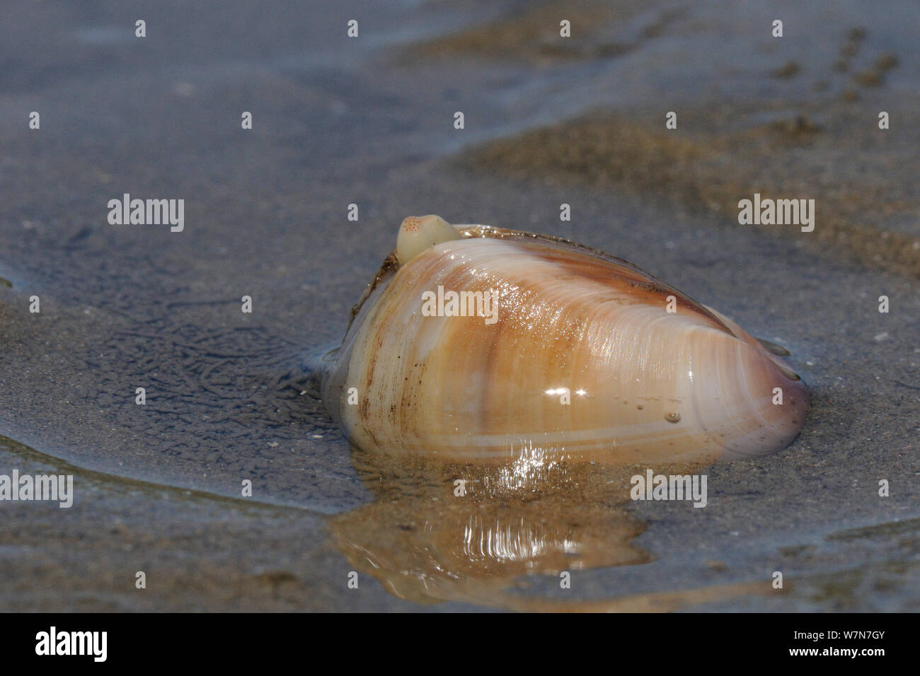 Radiati trogolo shell (Mactra stultorum), parzialmente sepolto nella sabbia con sifoni visibile esposta su una molla a bassa marea. Rhossili, La Penisola di Gower, Wales, Regno Unito, Luglio. Foto Stock