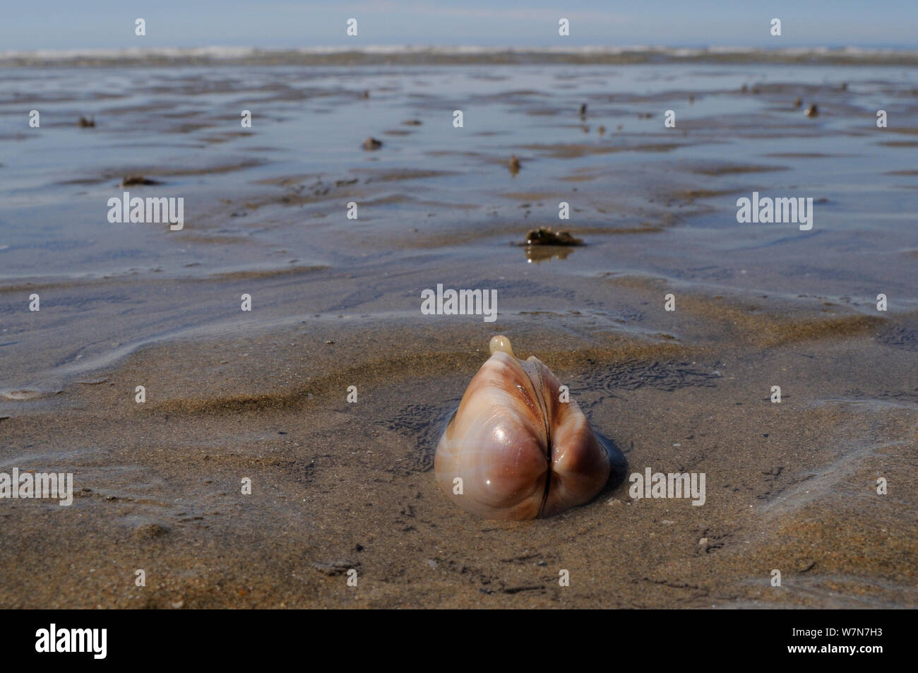 Ampio angolo di visione del trogolo radiati shell (Mactra stultorum), parzialmente sepolto nella sabbia con sifoni visibile esposta su una molla a bassa marea, con il mare sullo sfondo. Rhossili, La Penisola di Gower, Wales, Regno Unito, Luglio. Foto Stock