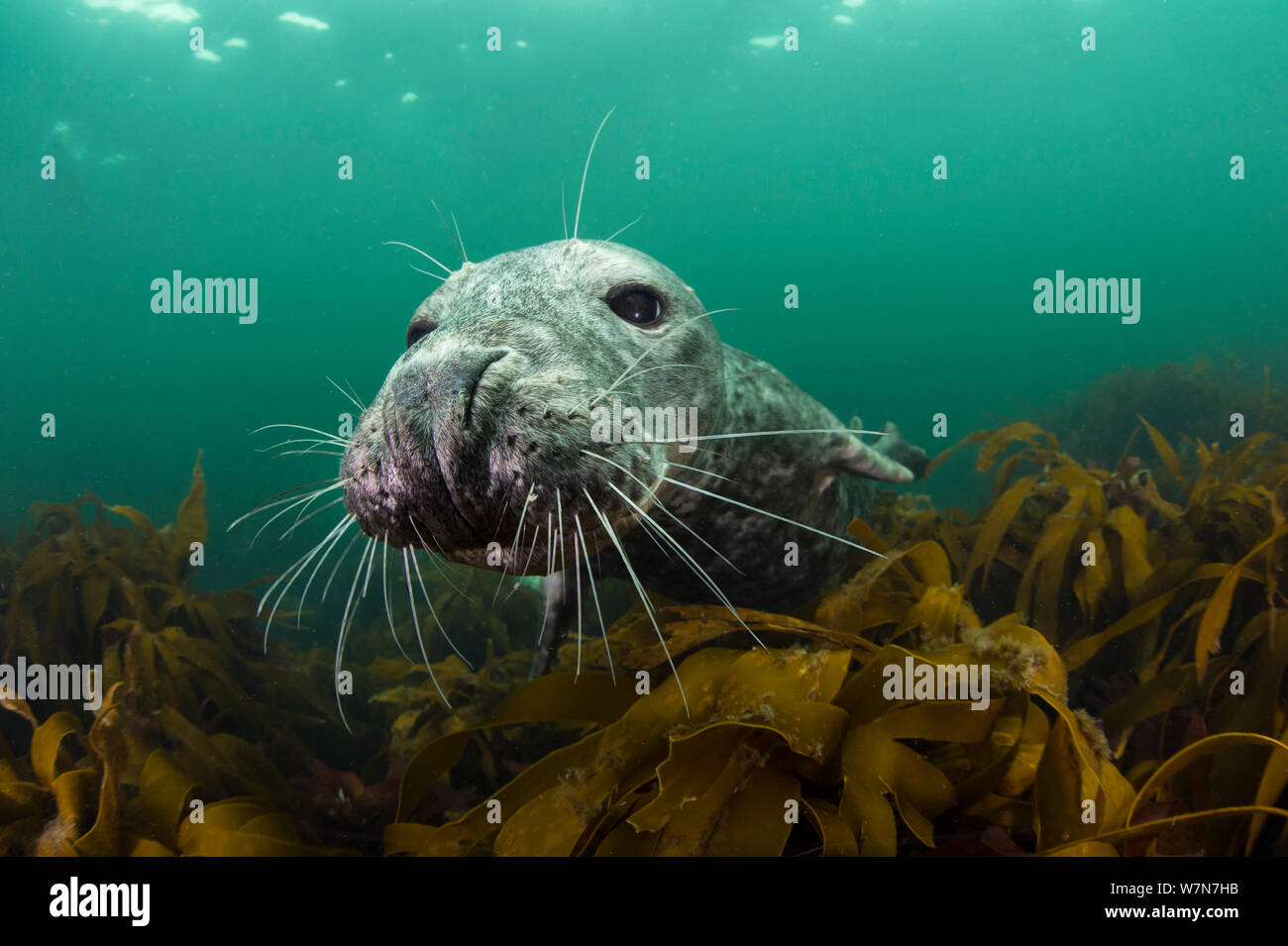 Femmina guarnizione grigio (Halichoerus grypus) capretti nuoto su kelp, off farne Islands, Northumberland, England, Regno Unito, Luglio Foto Stock